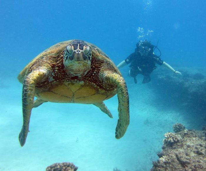 Oahu Afternoon Dive - 2 Shallow Reef Dives | Reef Pirates Diving